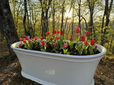 Bulk Parade Tulip Bulbs - Tulipa Triumph (Aprox. 40 lbs./ 450 Bulbs)